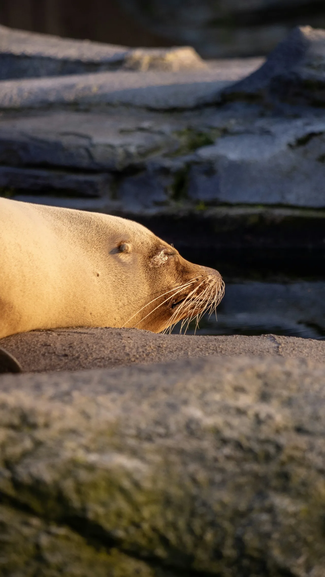 10+ Playful Seal Names: Ocean & Coast