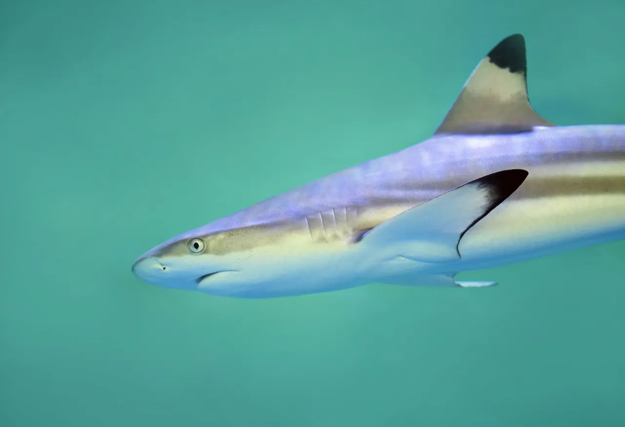 10+ Fierce Shark Names: Ocean & Hunter