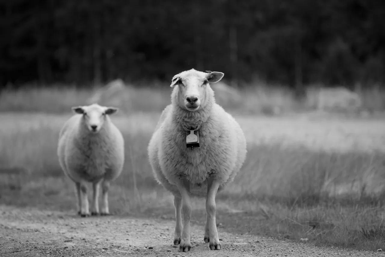 15+ Wooly Sheep Names Dolly & Baa