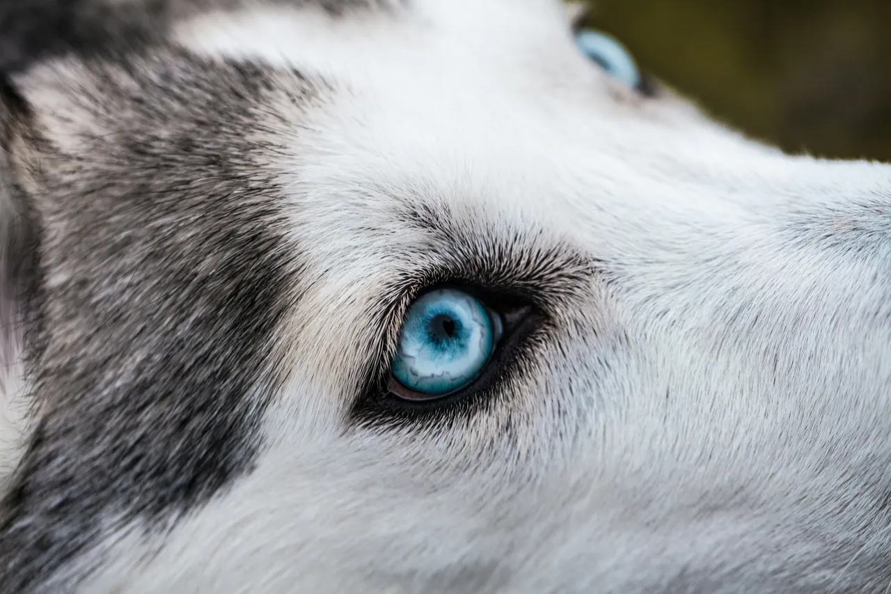 30+ Icy Siberian Husky Names: Blizzard & Snow