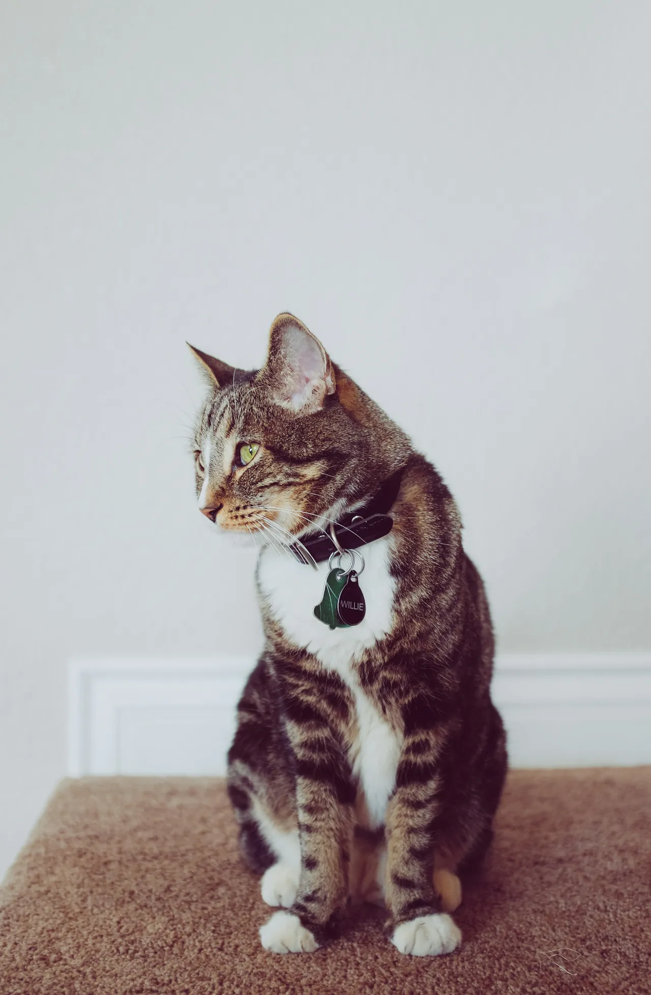 20+ Elegant Silver Cat Names: Sterling & Shadow