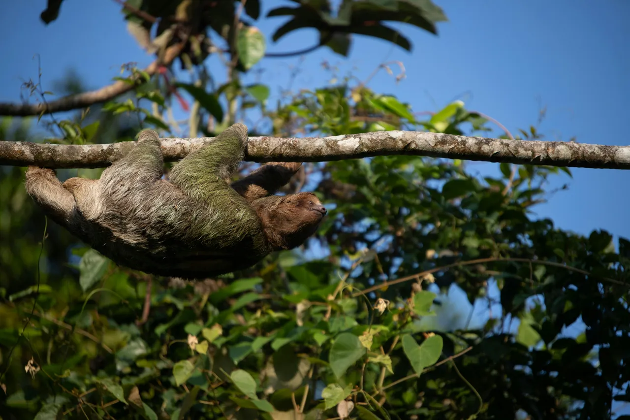 10+ Relaxed Sloth Names: Jungle & Slow