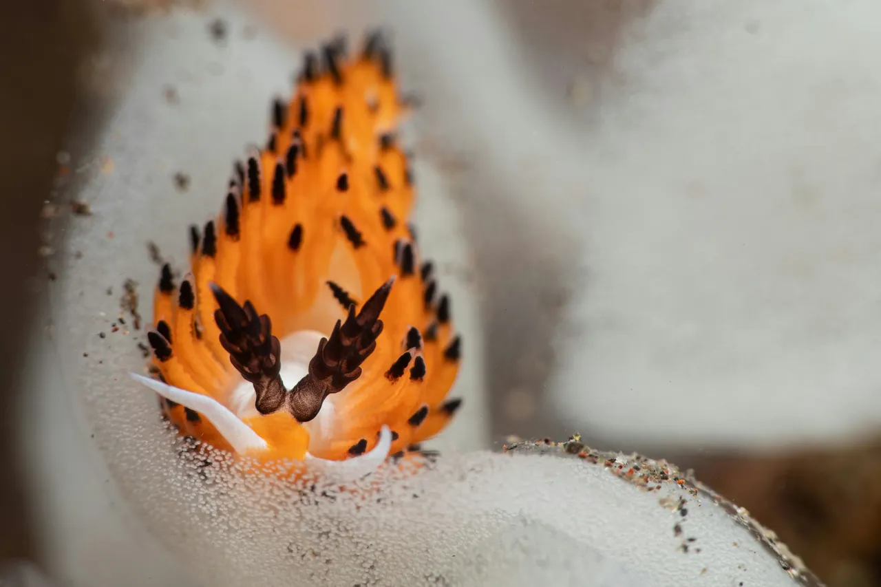 8+ Slow Slug Names: Garden & Forest