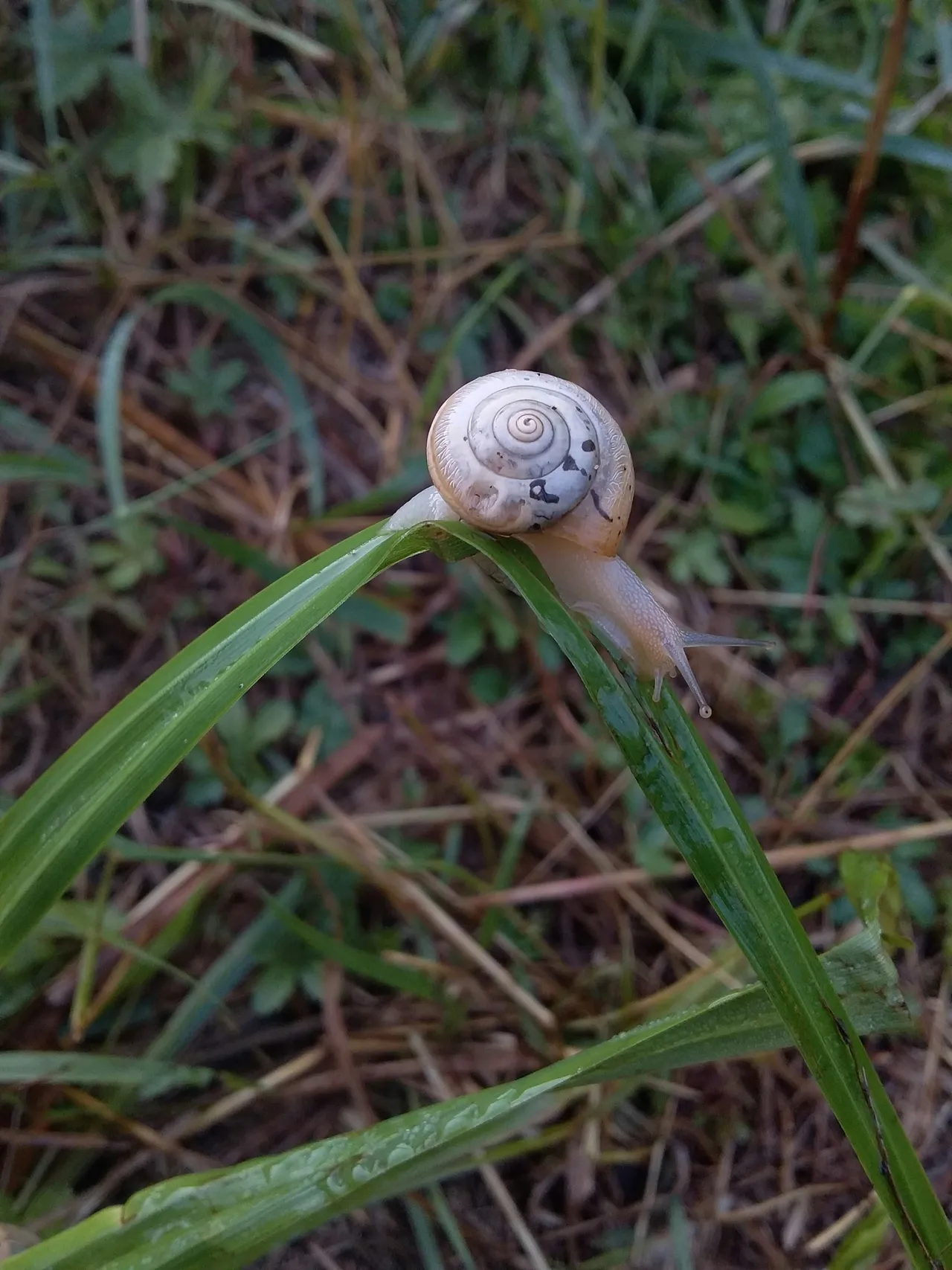 8+ Slow Snail Names: Garden & Forest
