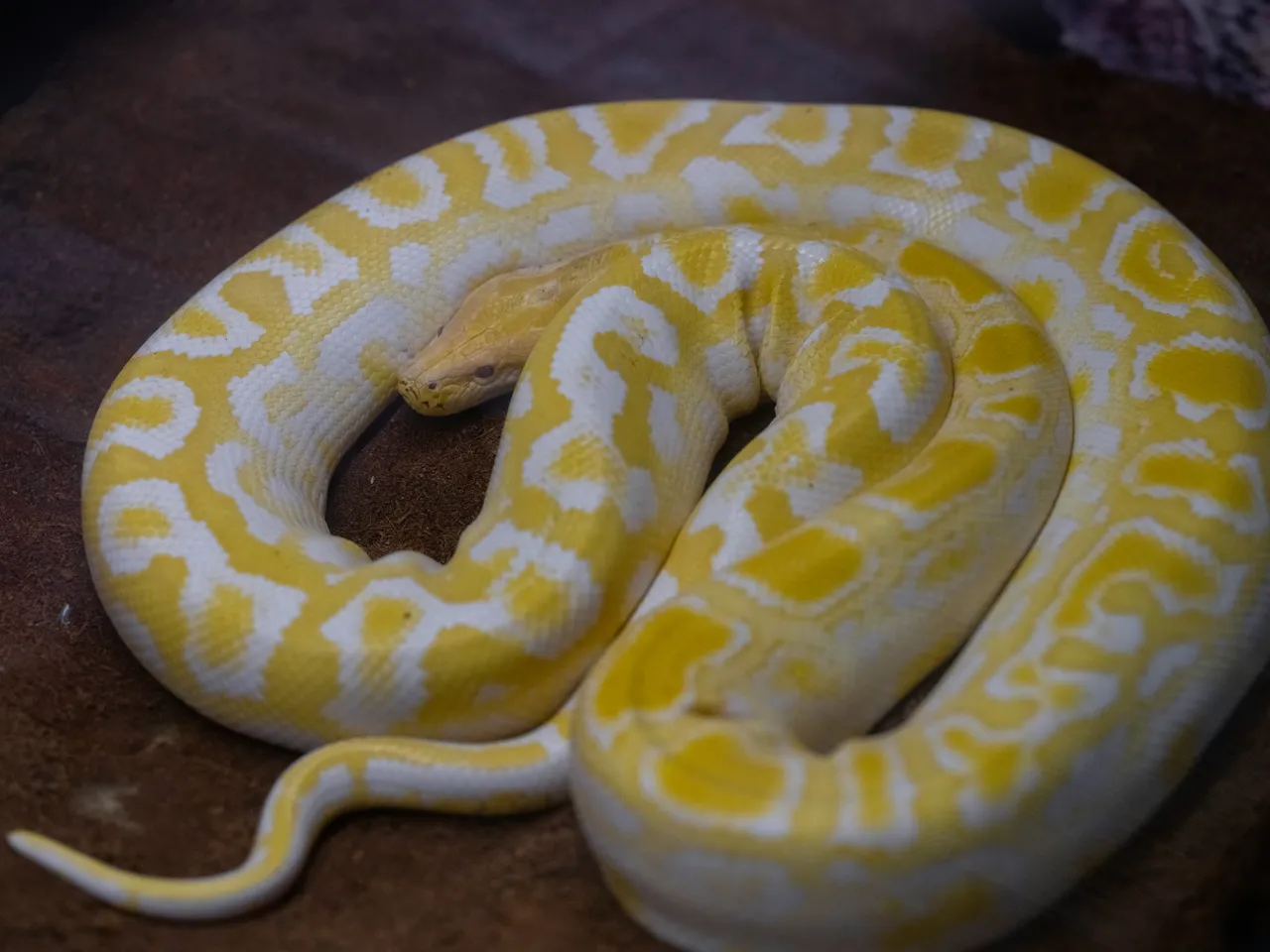 20+ Slithery Snake Names: Python & Cobra