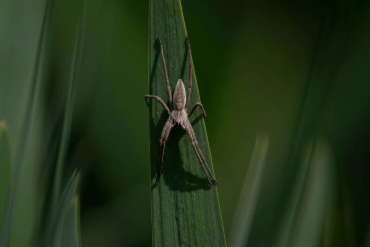 12+ Creepy Spider Names: Web & Crawl