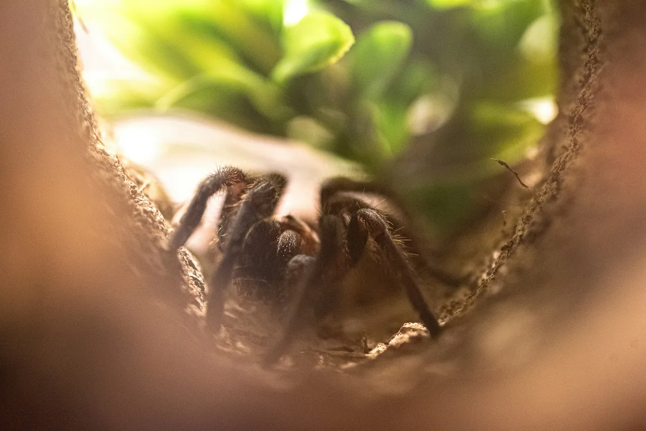 15+ Creepy Crawly Spider Names: Charlotte & Black Widow