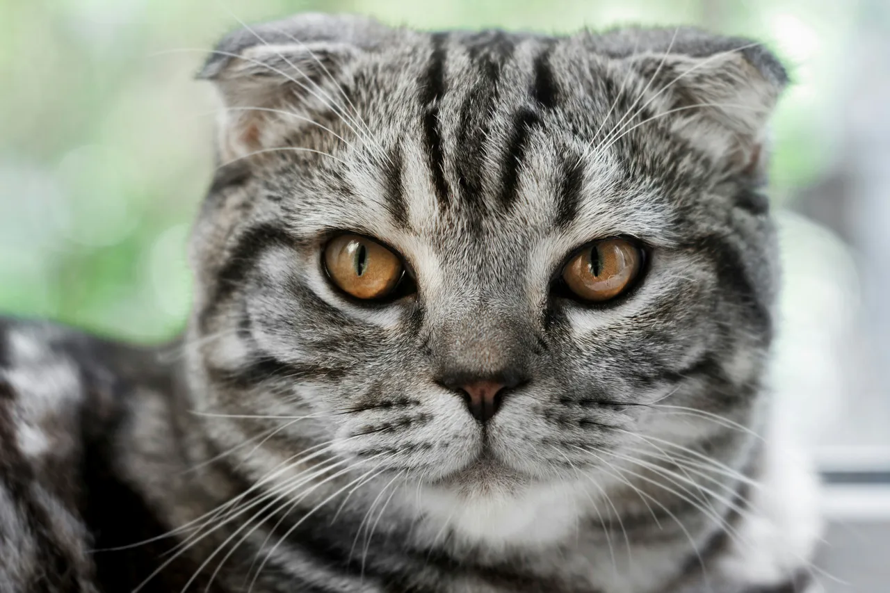 20+ Divine Spiritual Cat Names: Buddha & Shanti