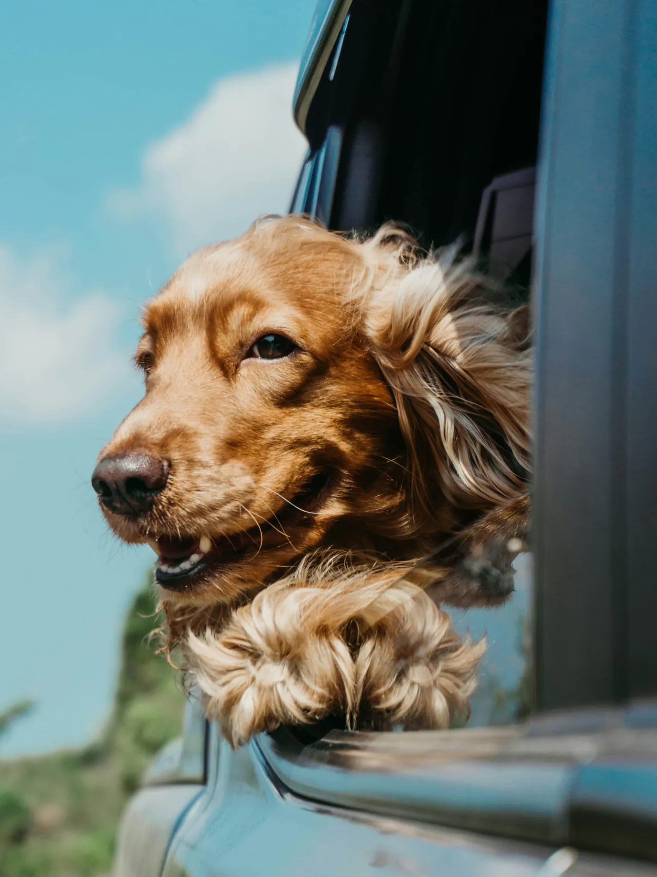 25+ Unique Spotted Dog Names: Spot & Domino