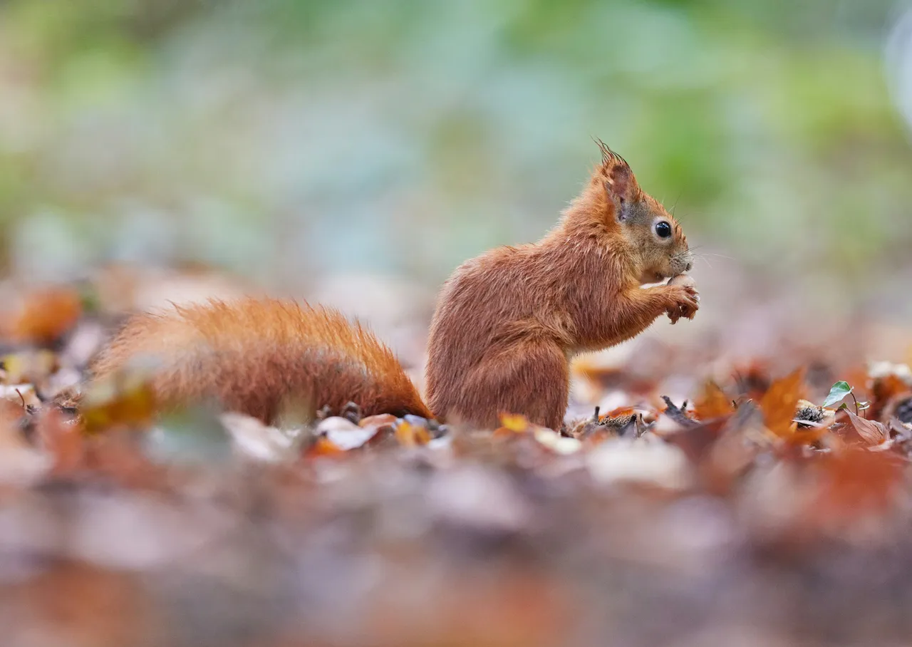 12+ Playful Squirrel Names: Forest & Nutty