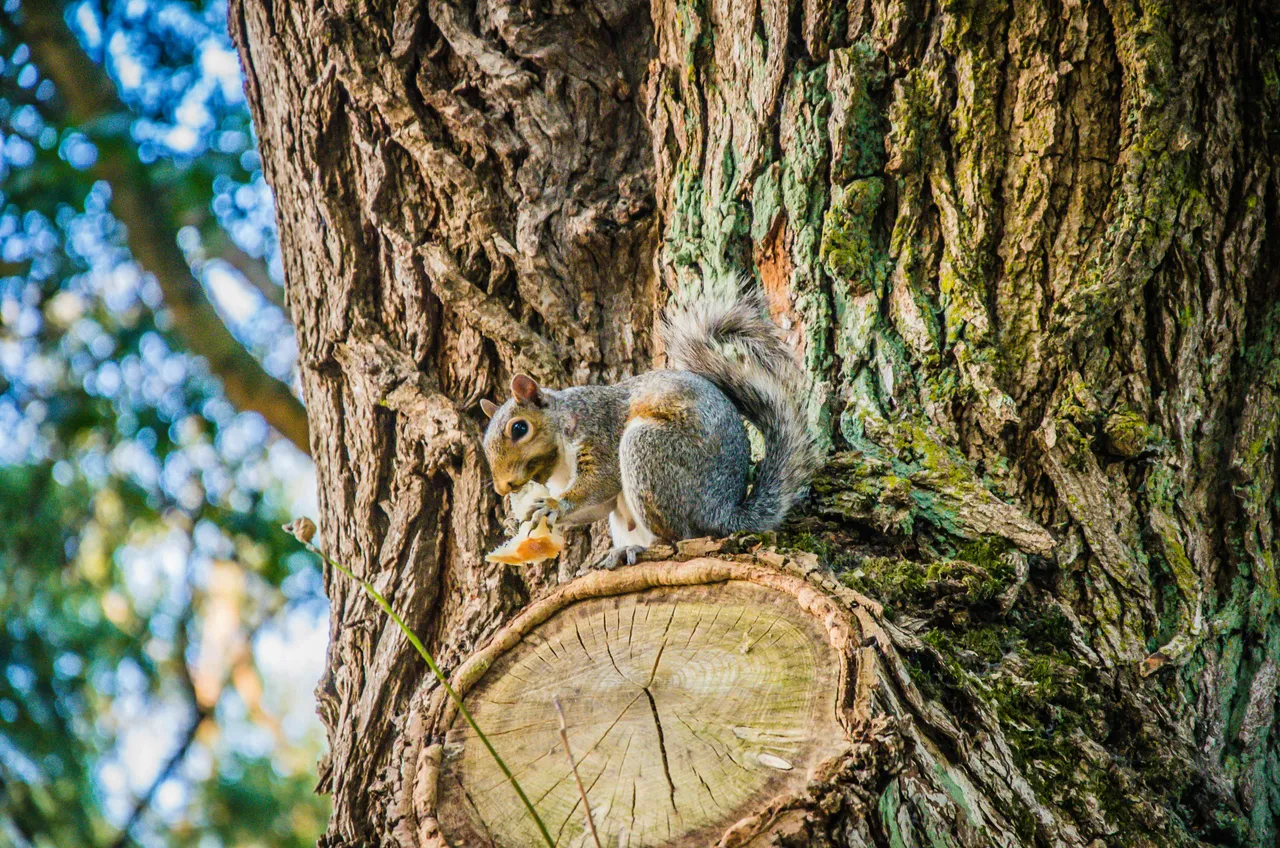 15+ Nutty Squirrel Names: Nutmeg & Acorn