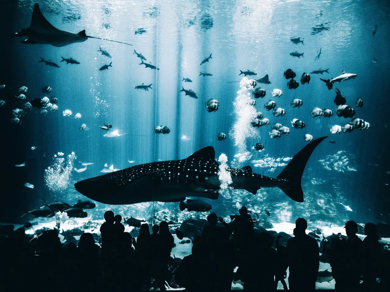 10+ Elegant Stingray Names: Ocean & Grace