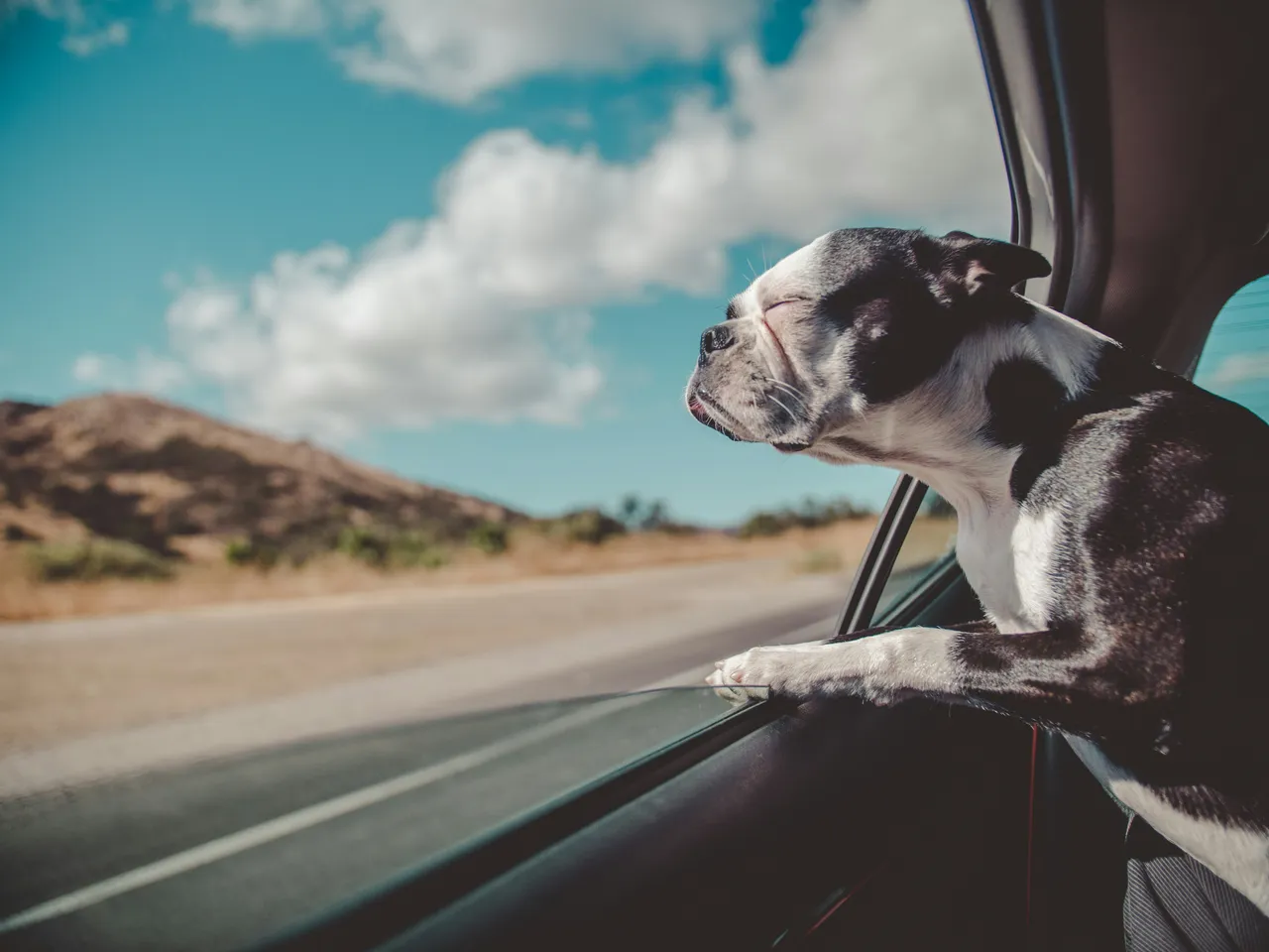 Top 10 Surf Dog Names: Cool & Catchy Waves