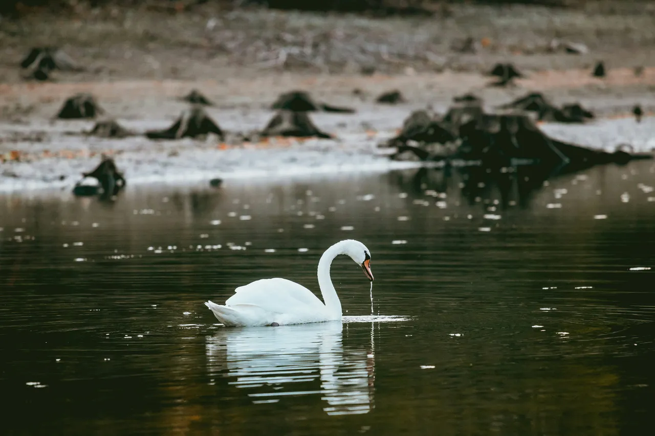 10+ Elegant Swan Names: Lake & Grace