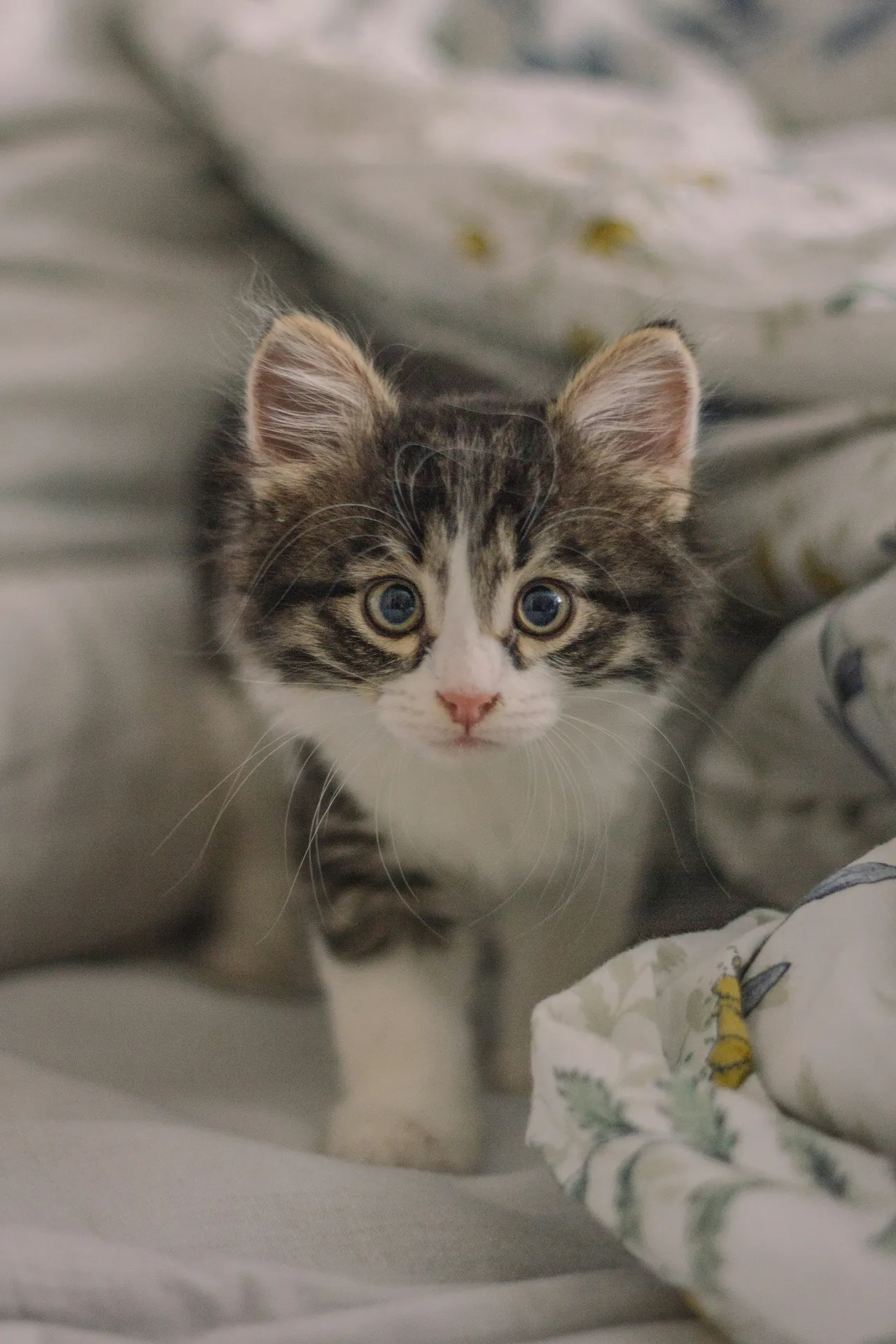 15+ Purrfect Taylor Swift Cat Names Meredith & Olivia