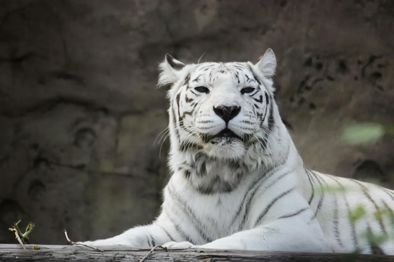 15+ Majestic Tiger Names: Jungle & Roar