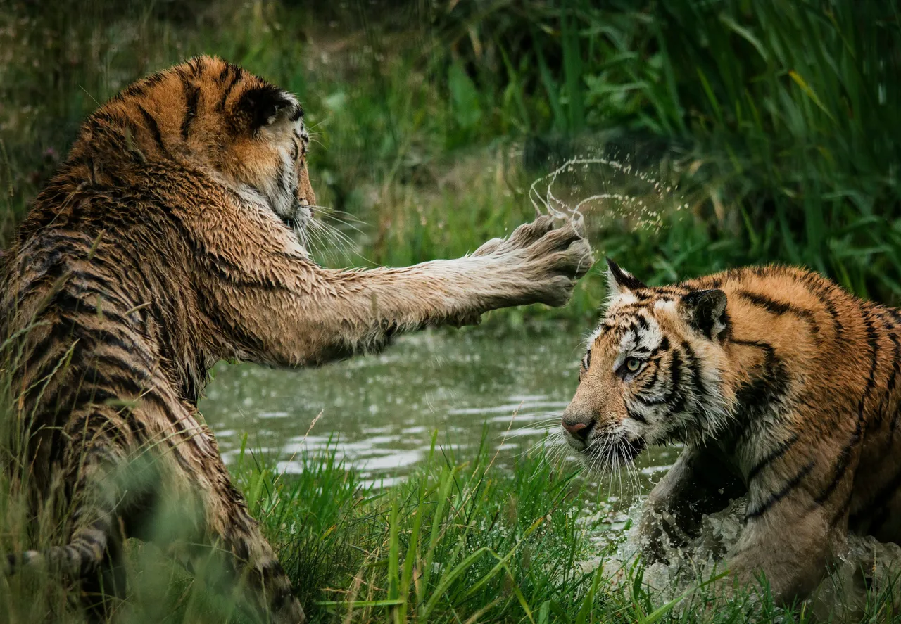 25+ Wild Tiger Names Stripes & Rajah