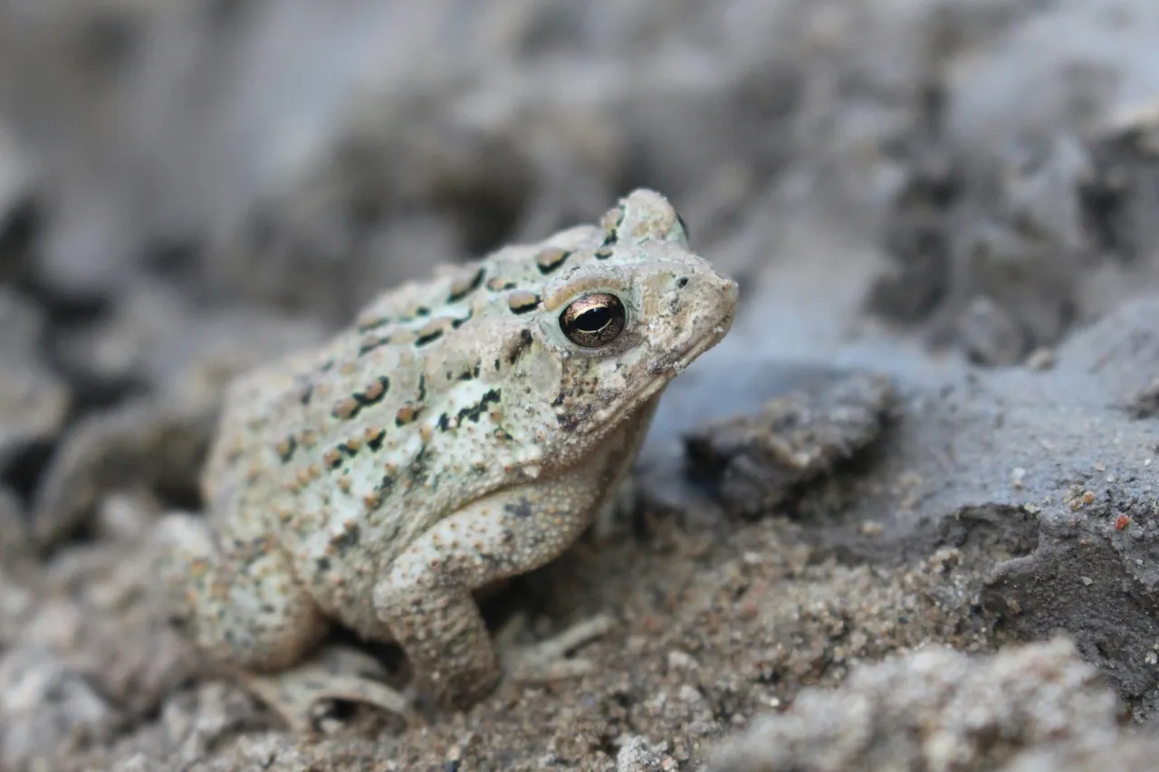 10+ Hoppy Toad Names: Swamp & Garden