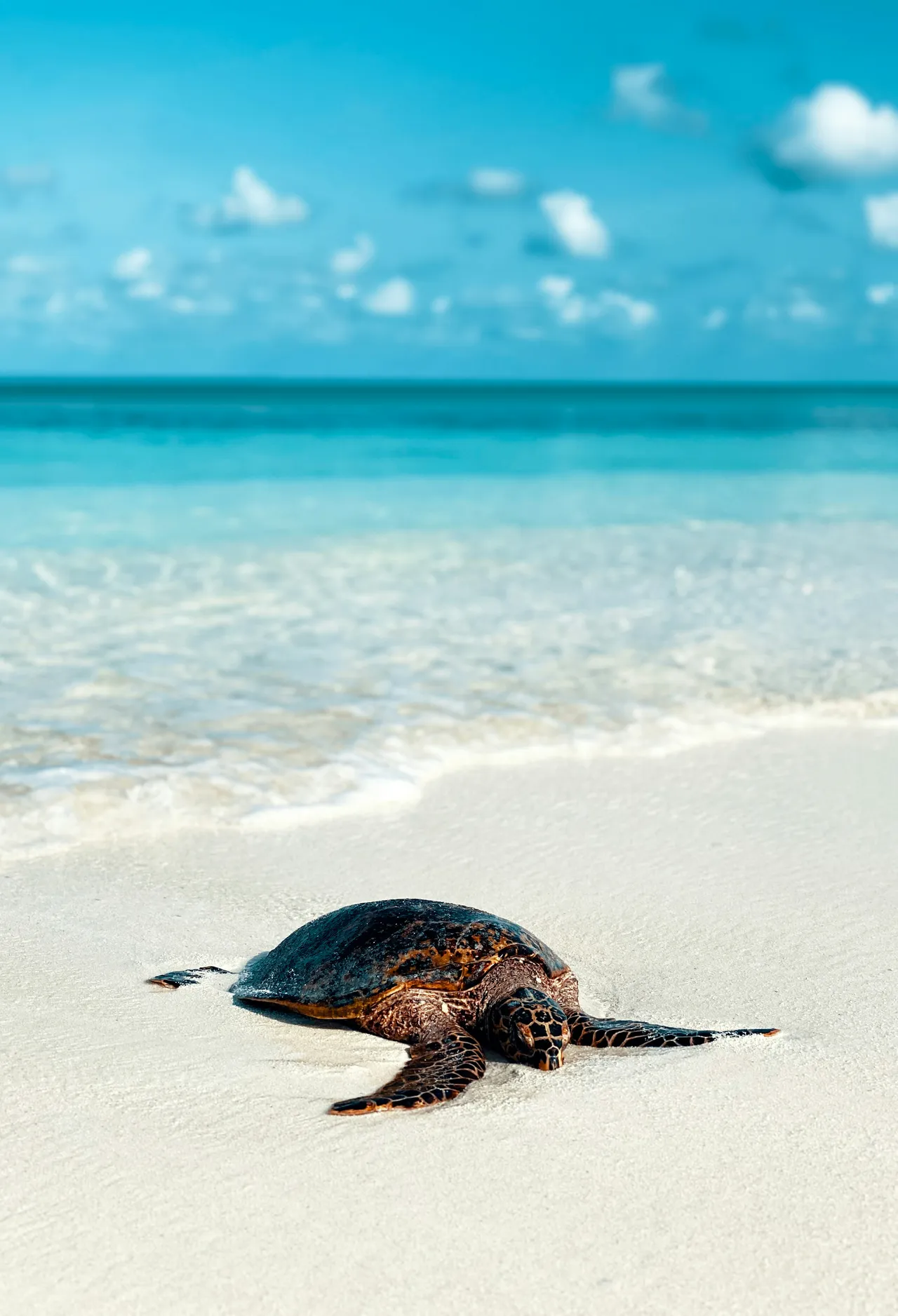 10+ Calm Turtle Names: Ocean & Shore