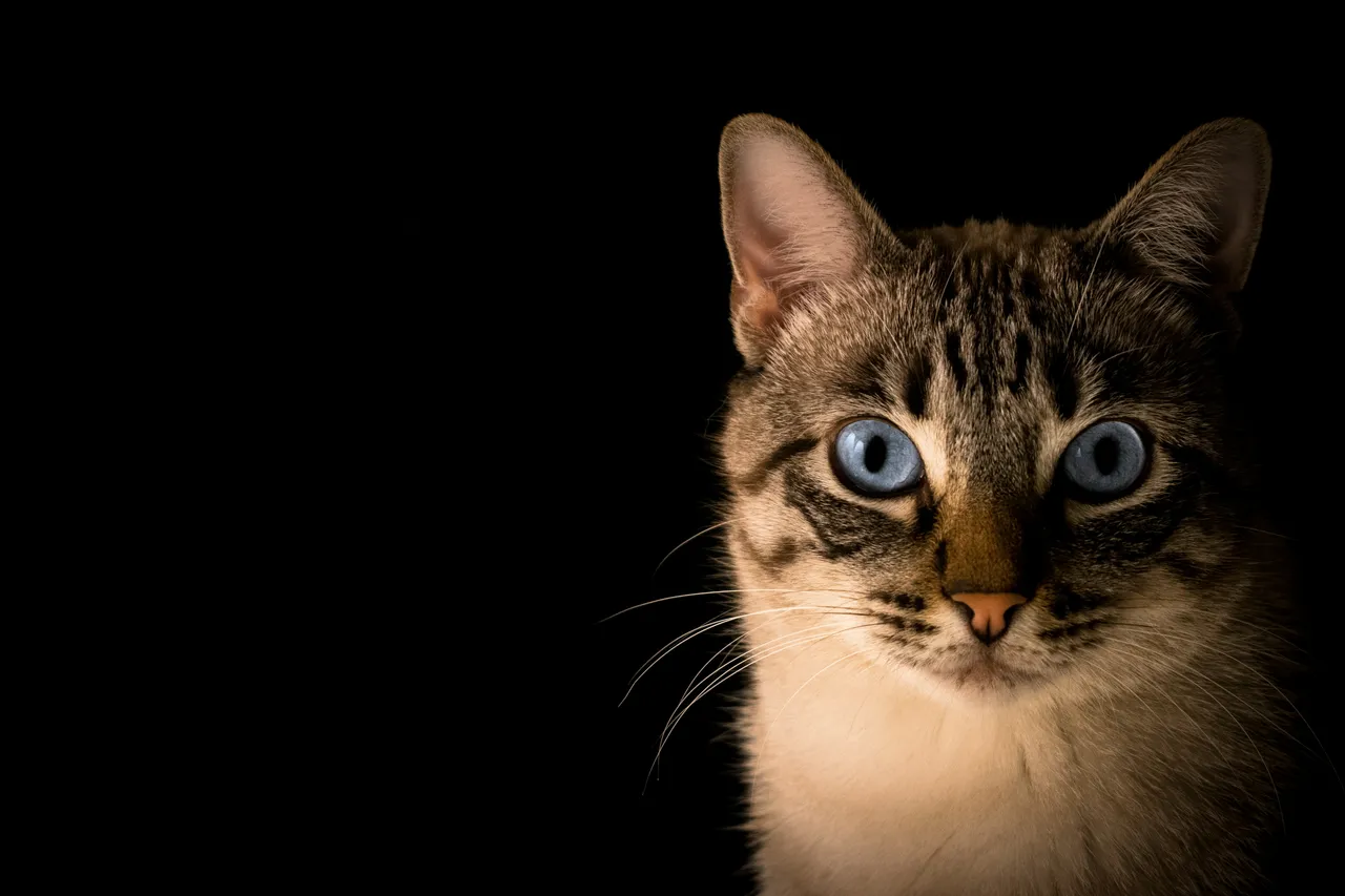 50+ Unique Cat Names: Unusual & Creative