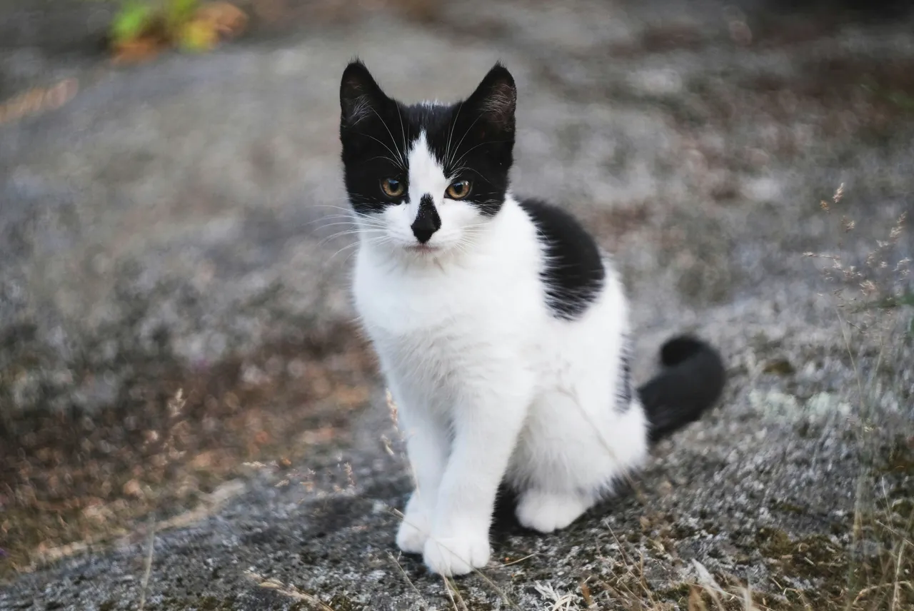 15+ Bold Viking Cat Names: Thor & Freya