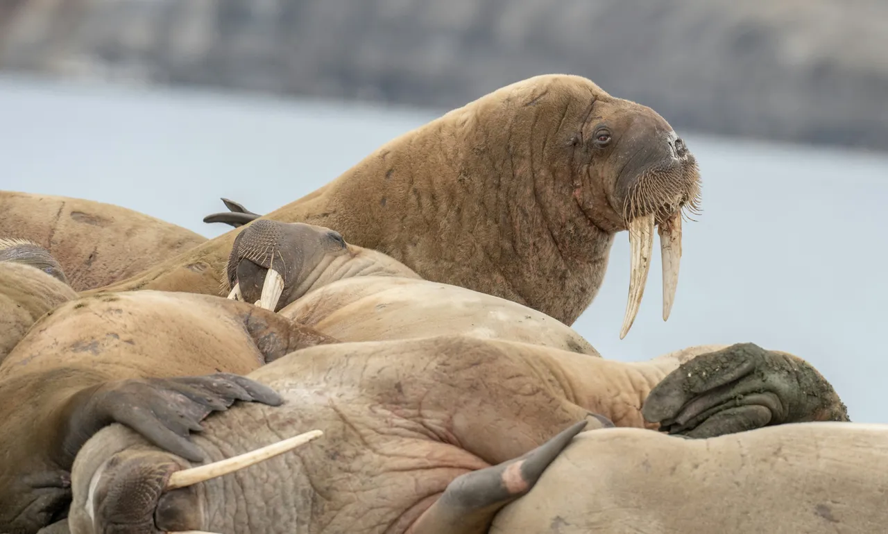 10+ Mighty Walrus Names: Arctic & Tusk