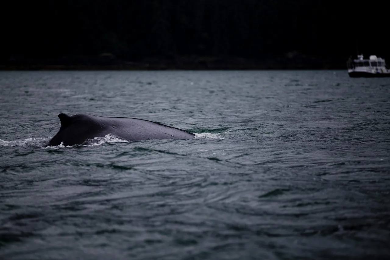 12+ Majestic Whale Names: Ocean & Song