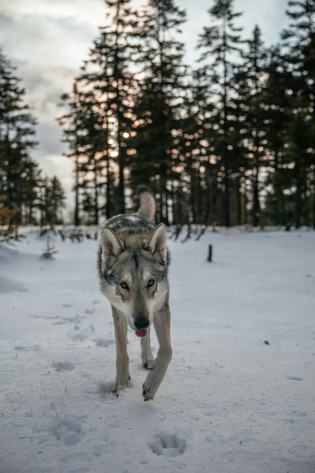 25+ Wild Wolf Names Ghost & Spirit
