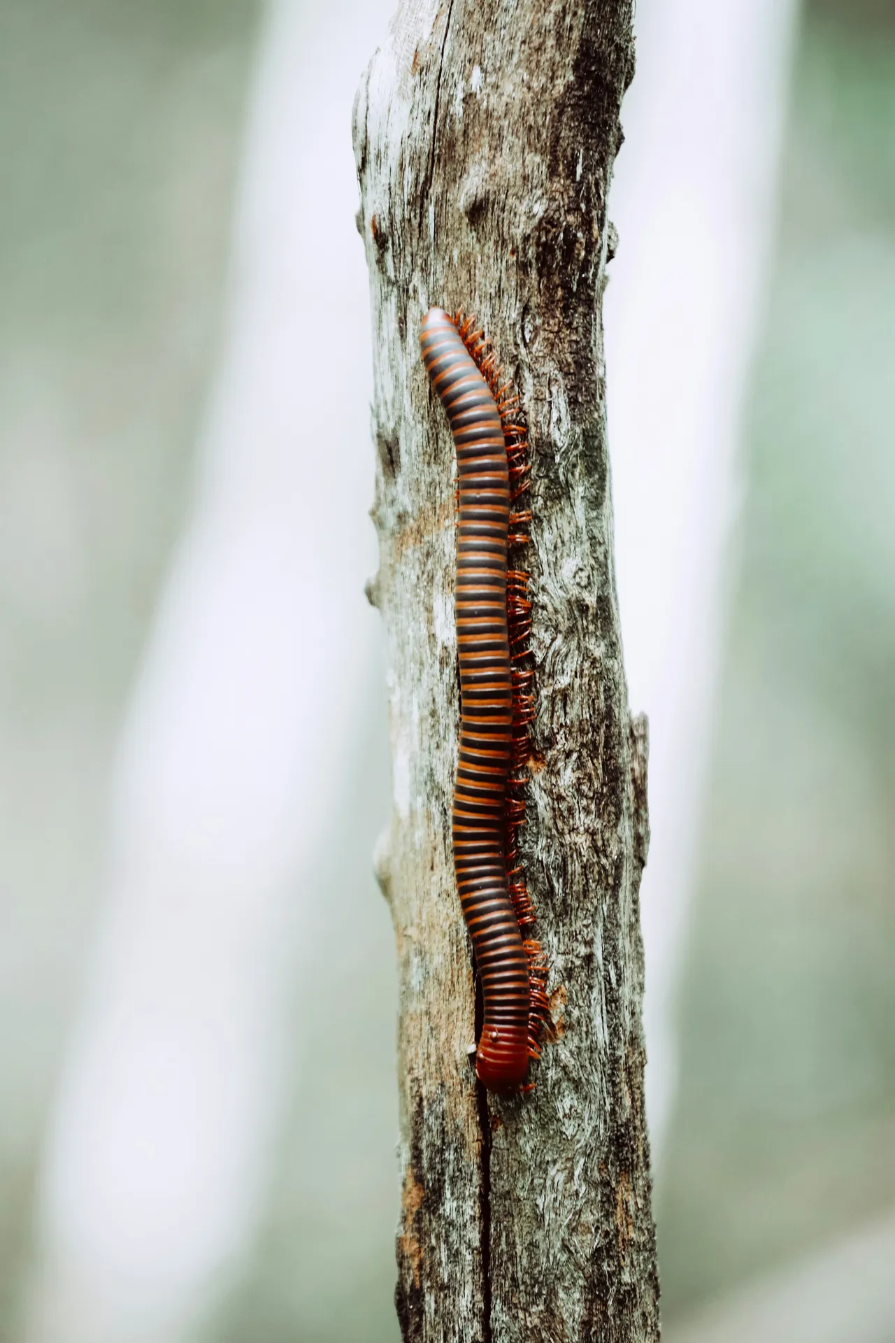 8+ Simple Worm Names: Garden & Soil