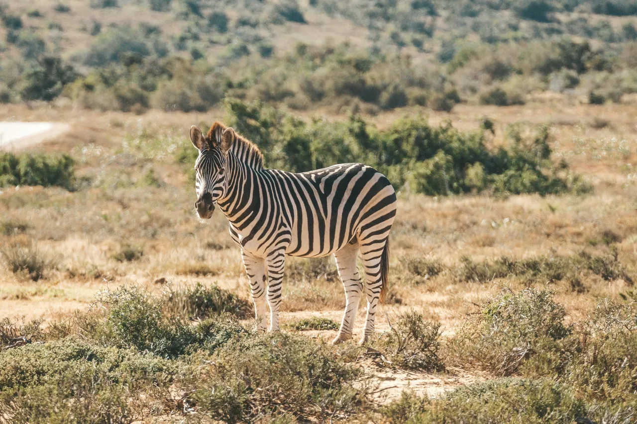 10+ Striped Zebra Names: Savanna & Herd